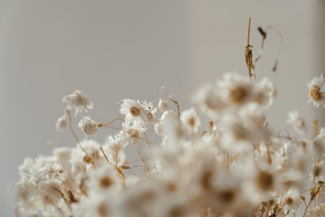A serene close-up of delicate white chamomile flowers softly lit, showcasing their natural elegance.